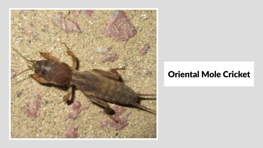 Oriental Mole Cricket