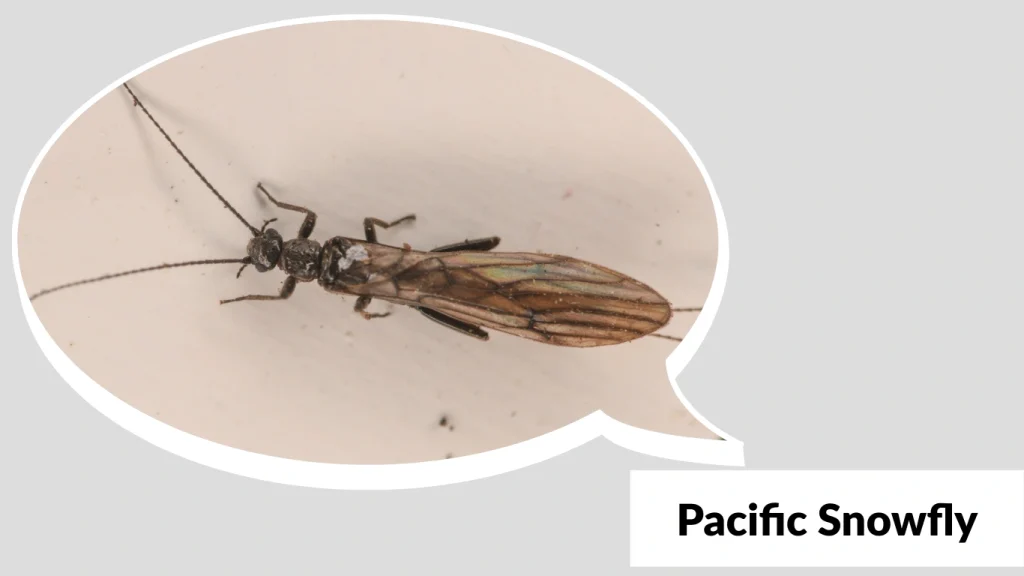 Pacific Snowfly