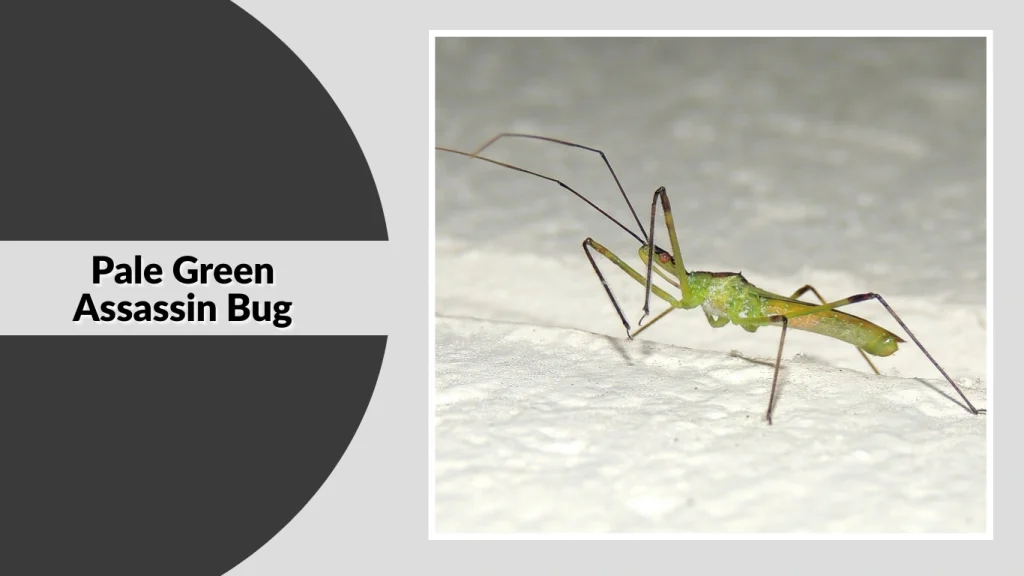 Pale Green Assassin Bug