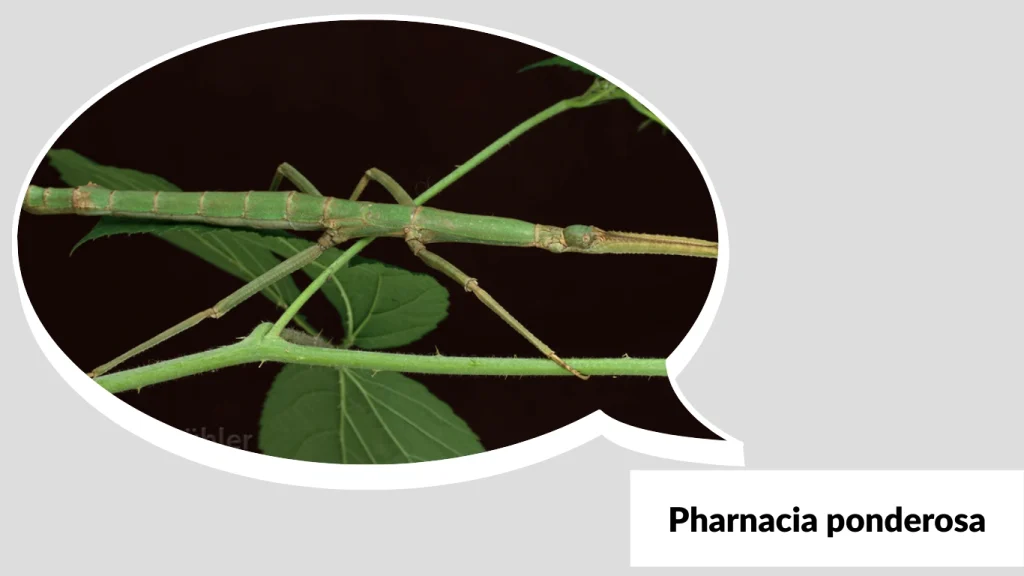 Pharnacia ponderosa