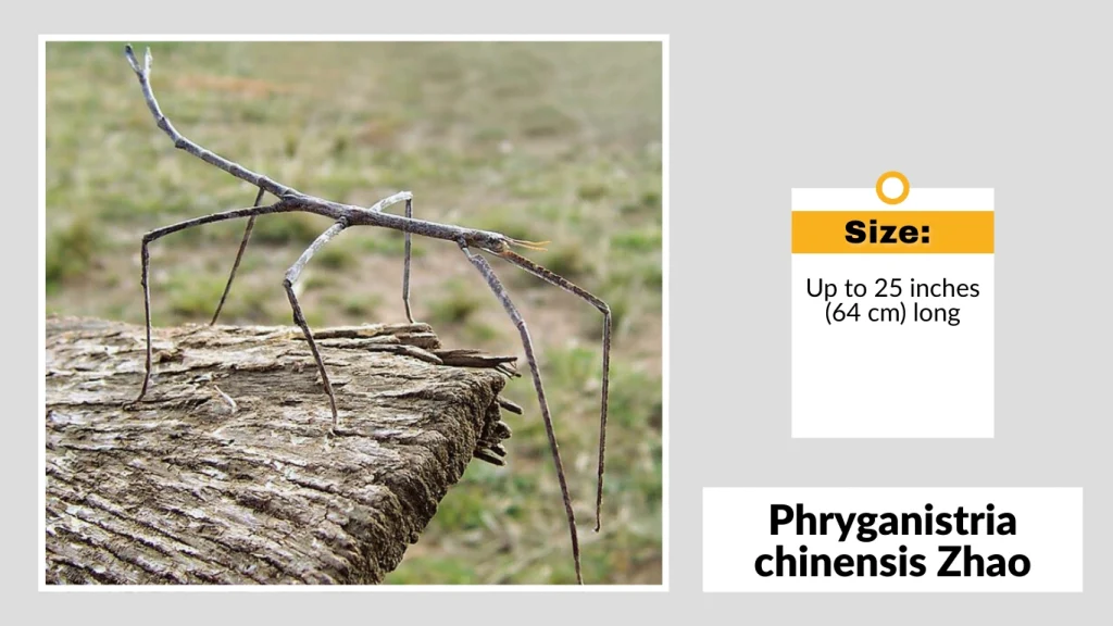 Phryganistria chinensis Zhao