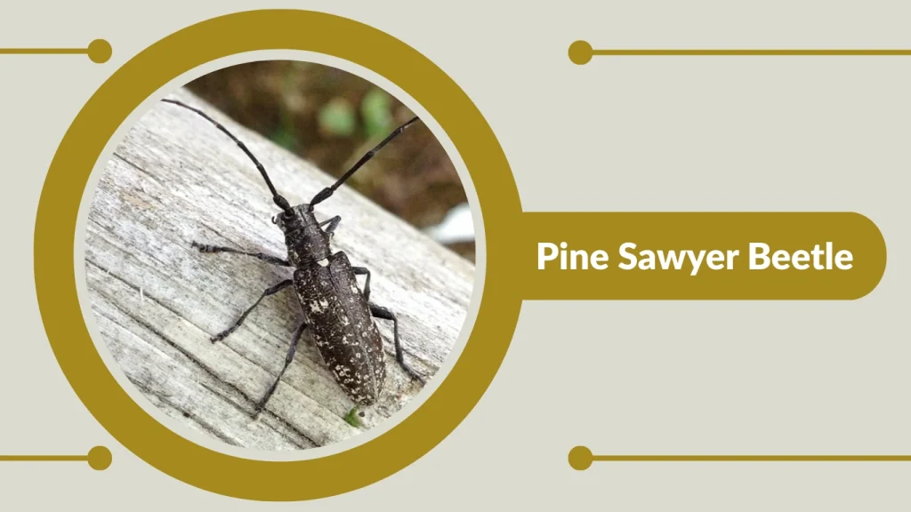 Pine Sawyer Beetle