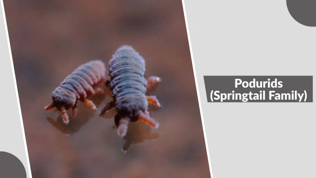 Podurids (Springtail Family)