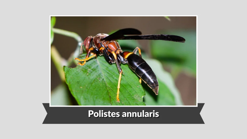 Polistes annularis