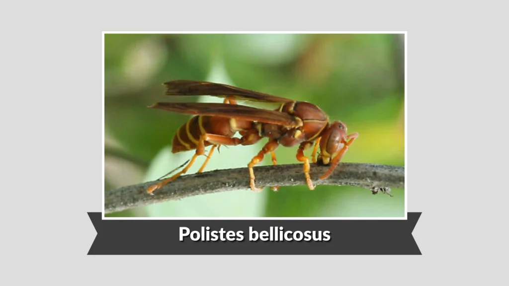 Polistes bellicosus