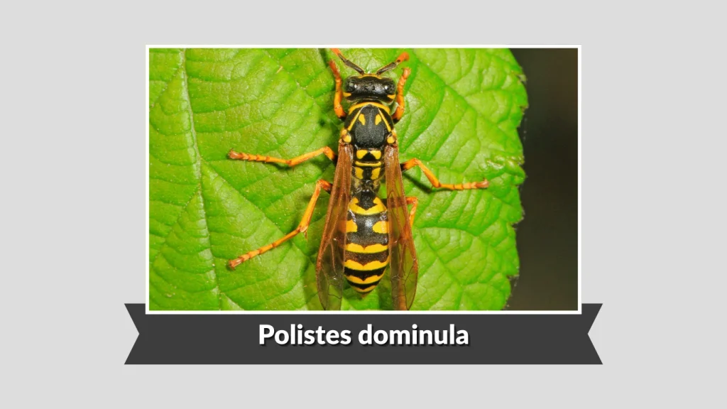 Polistes dominula