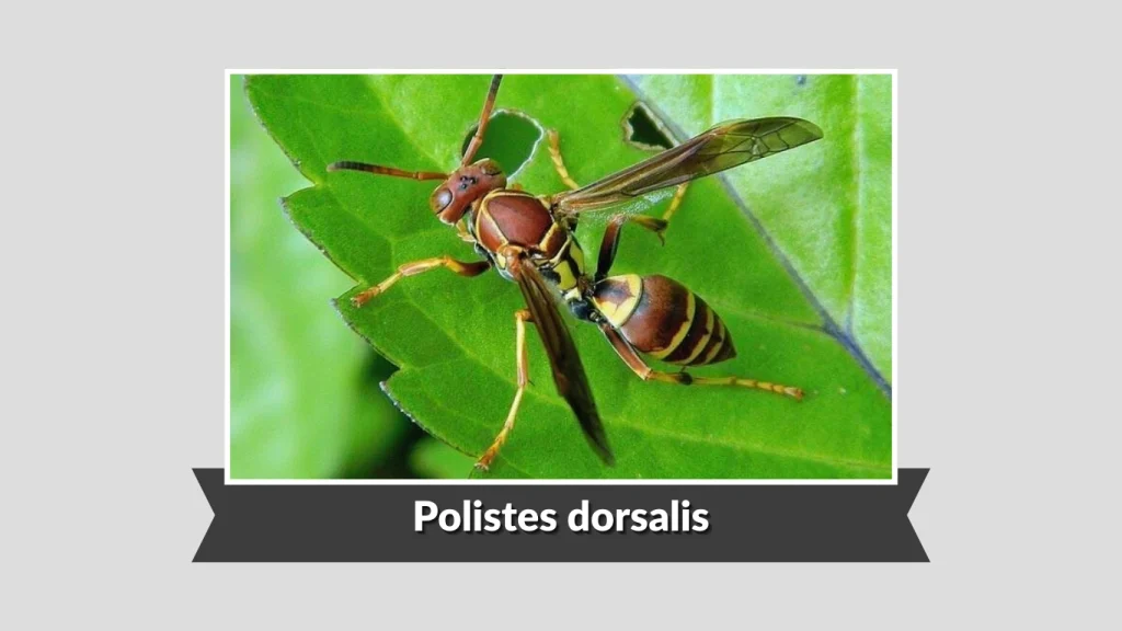 Polistes dorsalis
