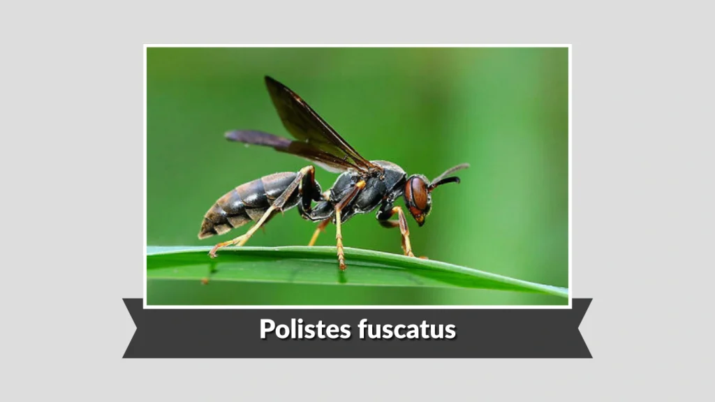 Polistes fuscatus