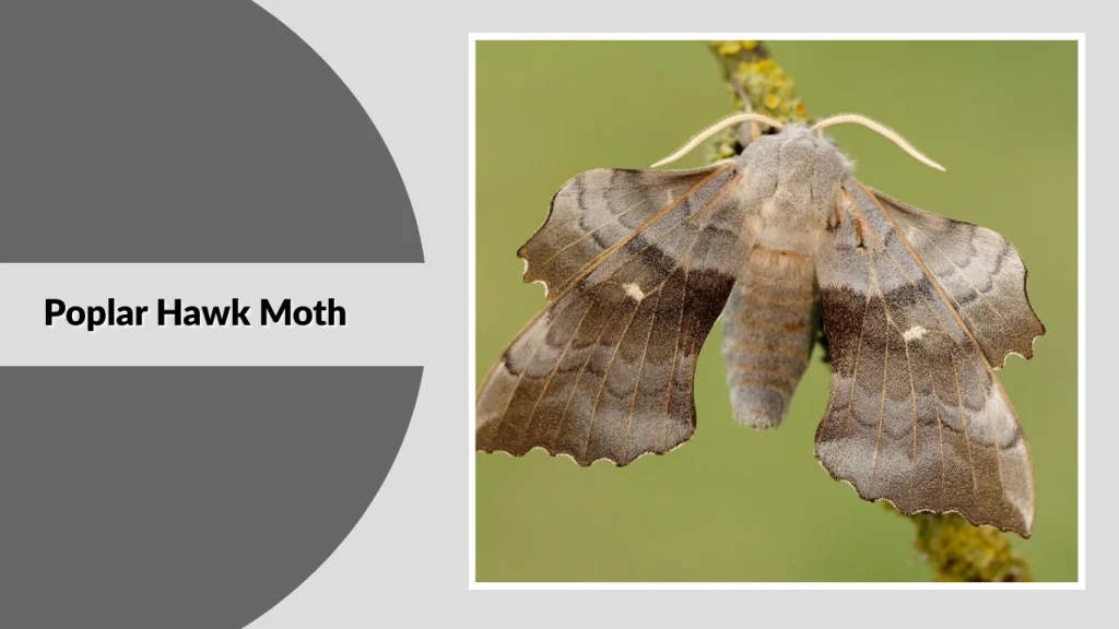 Poplar Hawk Moth