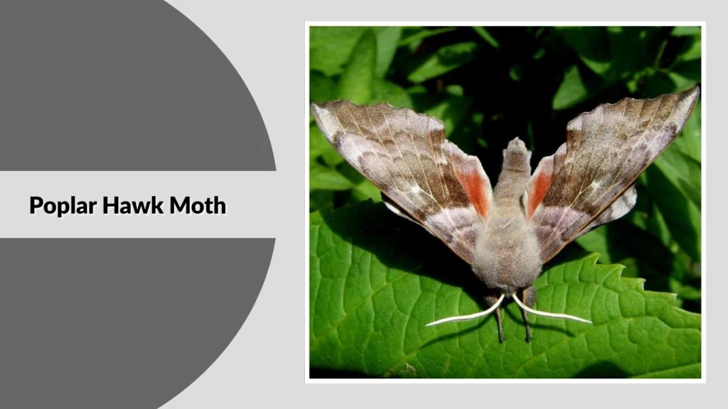 Poplar Hawk Moth