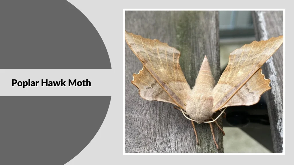 Poplar Hawk Moth