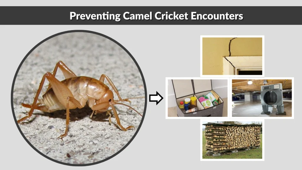 Preventing Camel Cricket Encounters