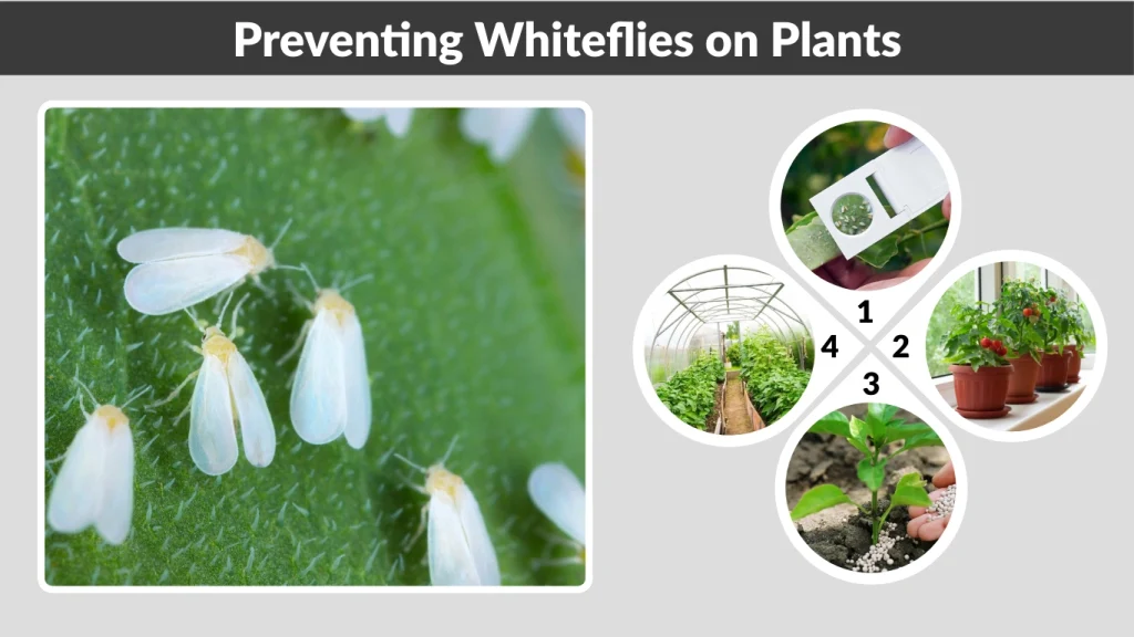 Preventing Whiteflies on Plants