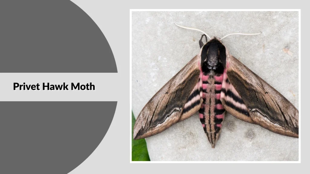 23 Types Of Hawk Moth Identification With Pictures 23 Types Of Hawk Moth Identification With Pictures