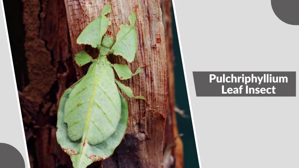 Pulchriphyllium Leaf Insect
