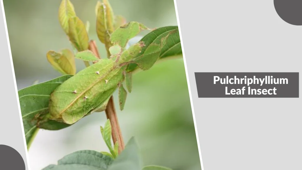 Pulchriphyllium Leaf Insect