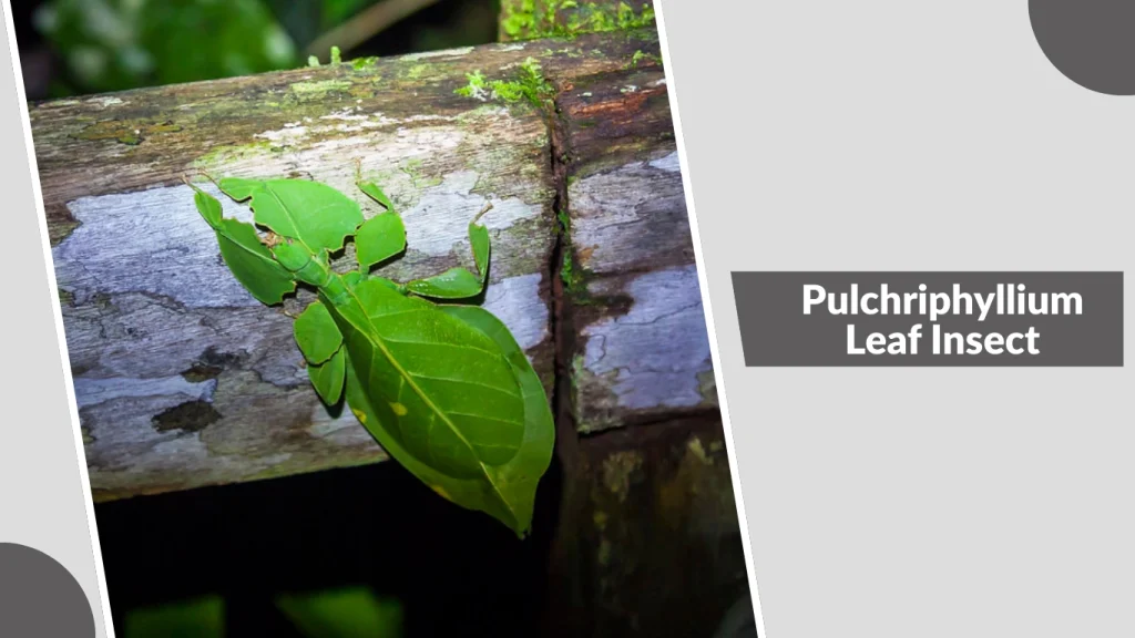 Pulchriphyllium Leaf Insect