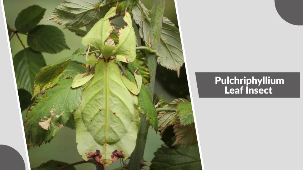 Pulchriphyllium Leaf Insect 