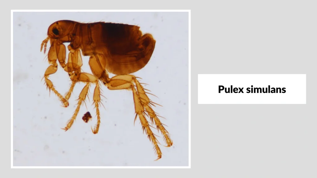 Pulex simulans