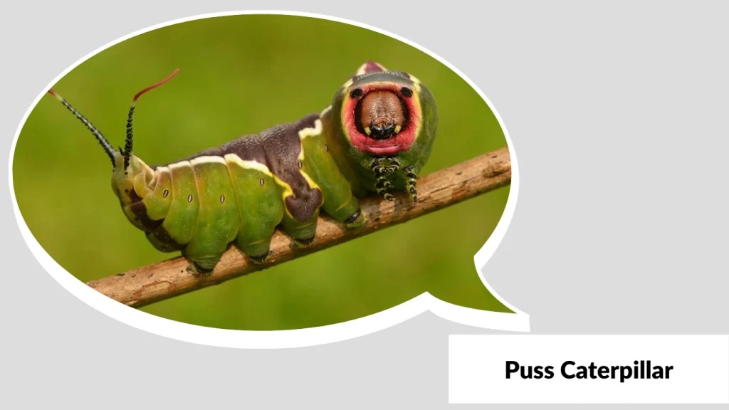 Puss Caterpillar