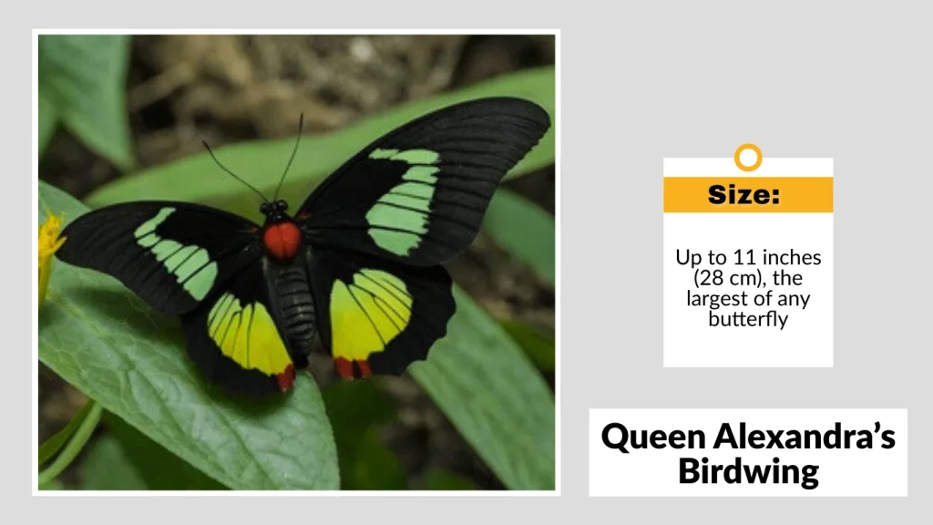 Queen Alexandra’s Birdwing