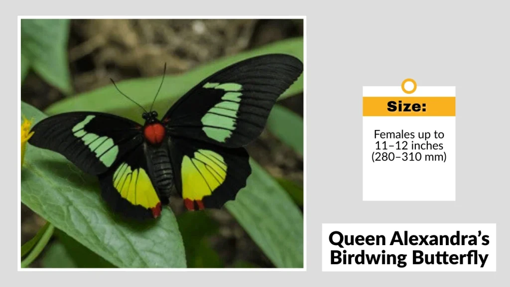 Queen Alexandra’s Birdwing Butterfly