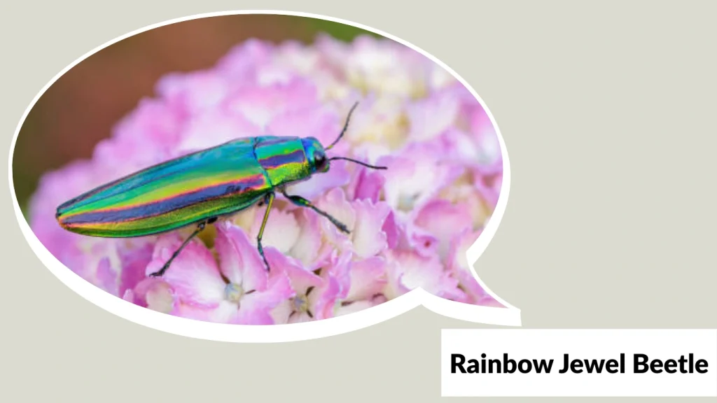 Rainbow Jewel Beetle