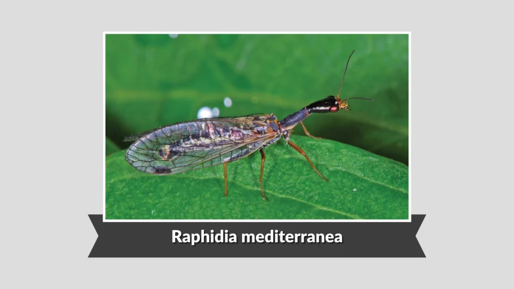 Raphidia mediterranea