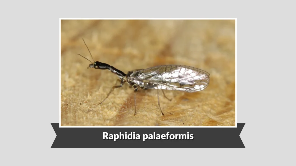 Raphidia palaeformis