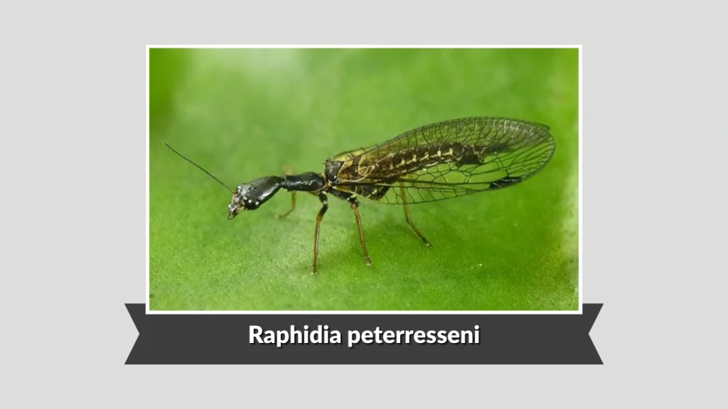 Raphidia peterresseni