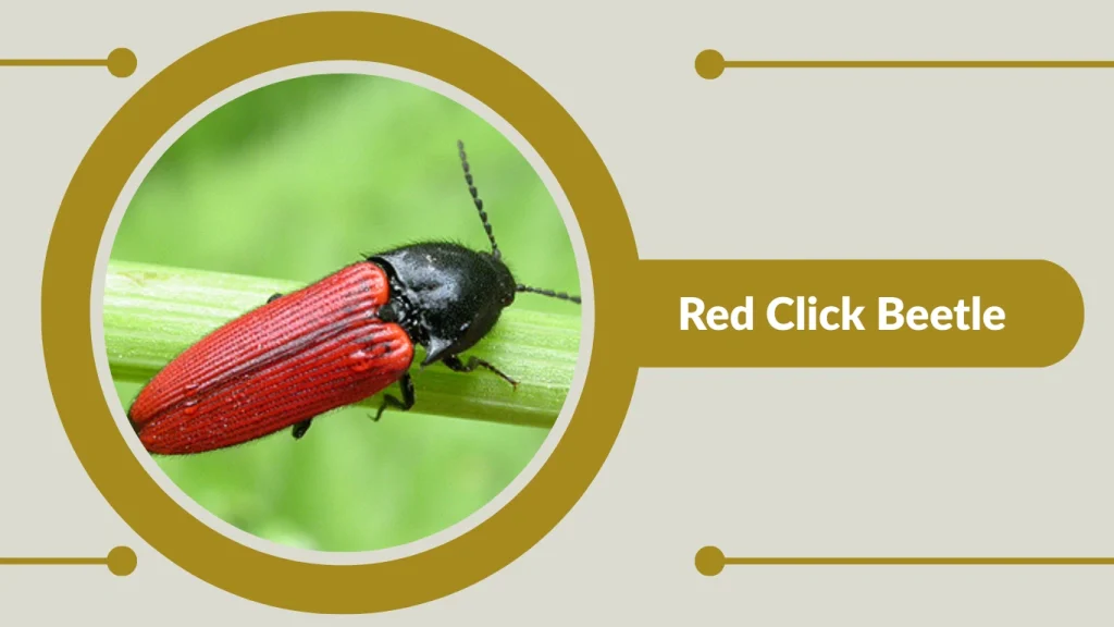Red Click Beetle