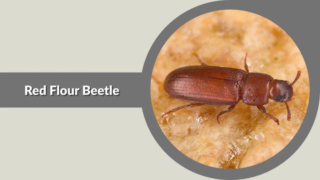 Red Flour Beetle