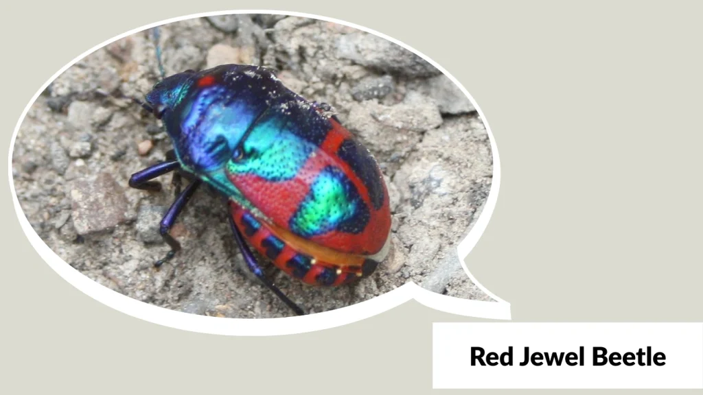 Red Jewel Beetle