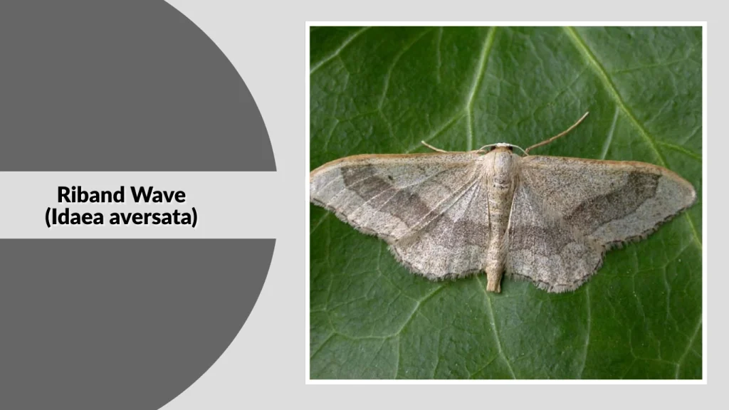Riband Wave (Idaea aversata)