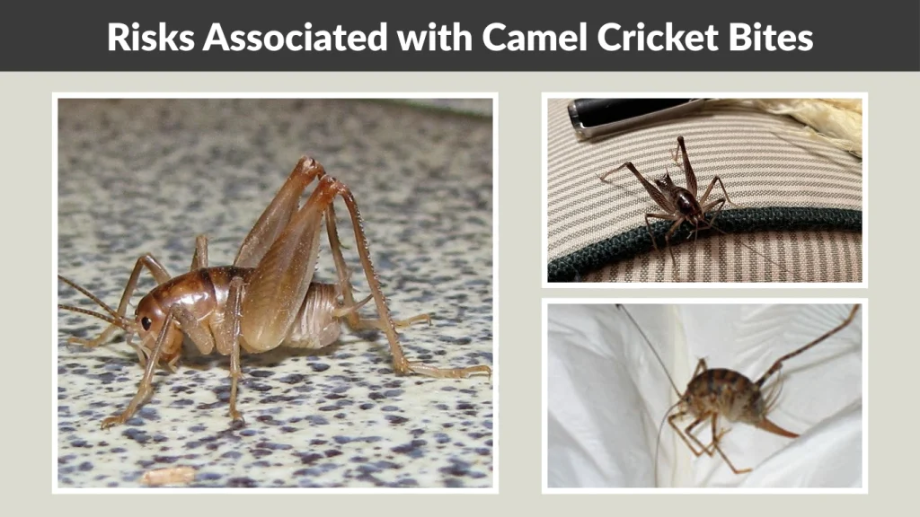 Risks Associated with Camel Cricket Bites