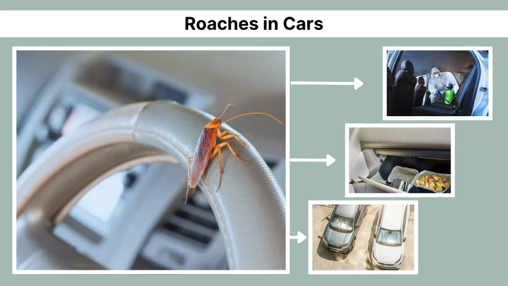 Roaches in Cars