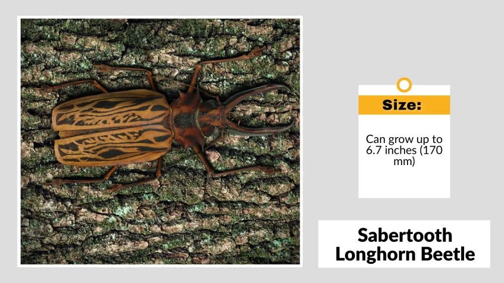 Sabertooth Longhorn Beetle