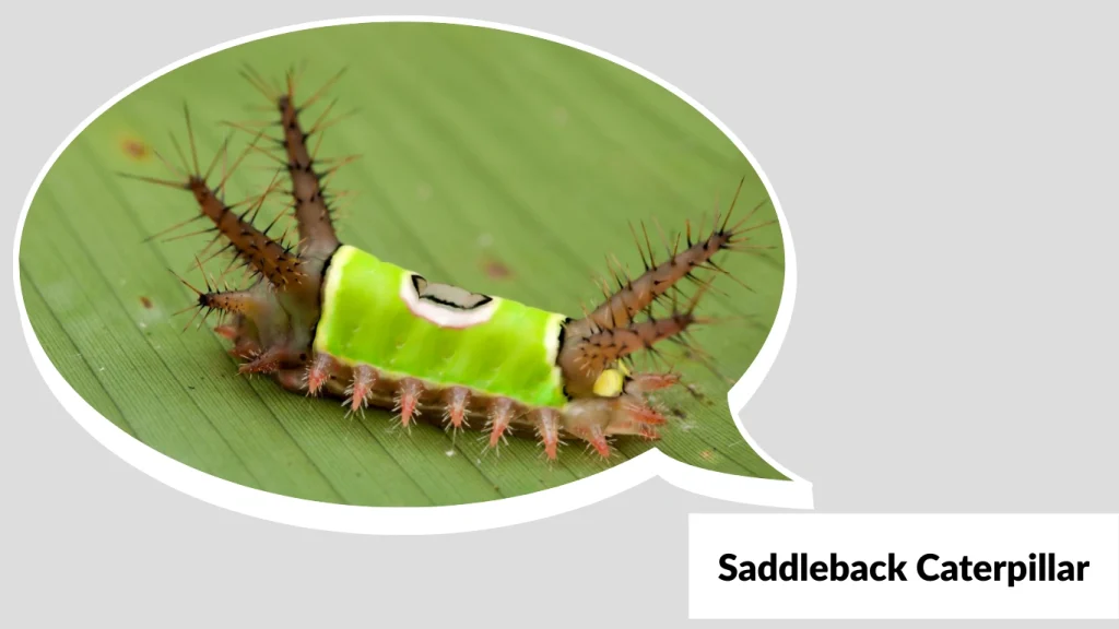 Saddleback Caterpillar