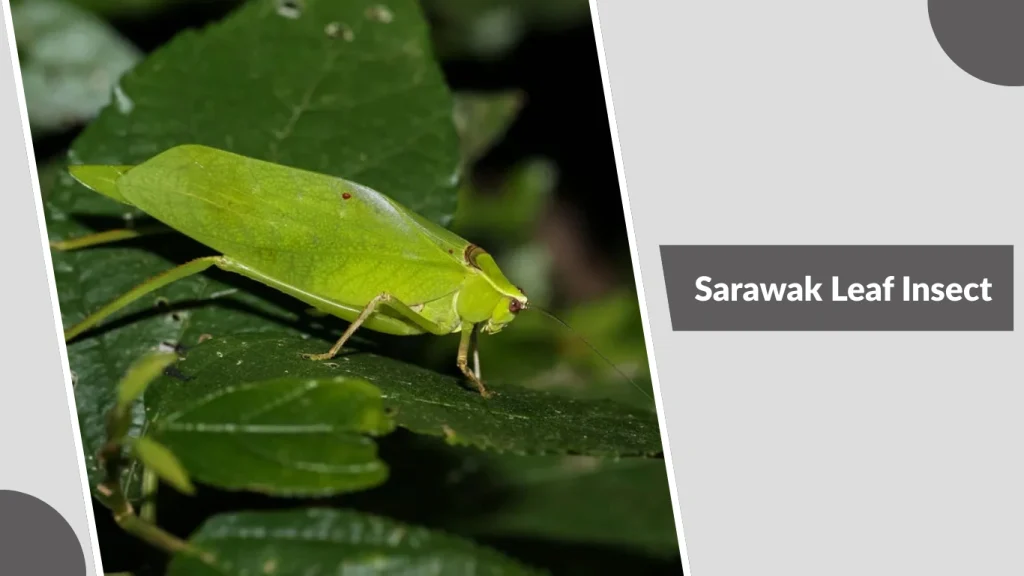 25 Types of Leaf Insects: Identification with Pictures