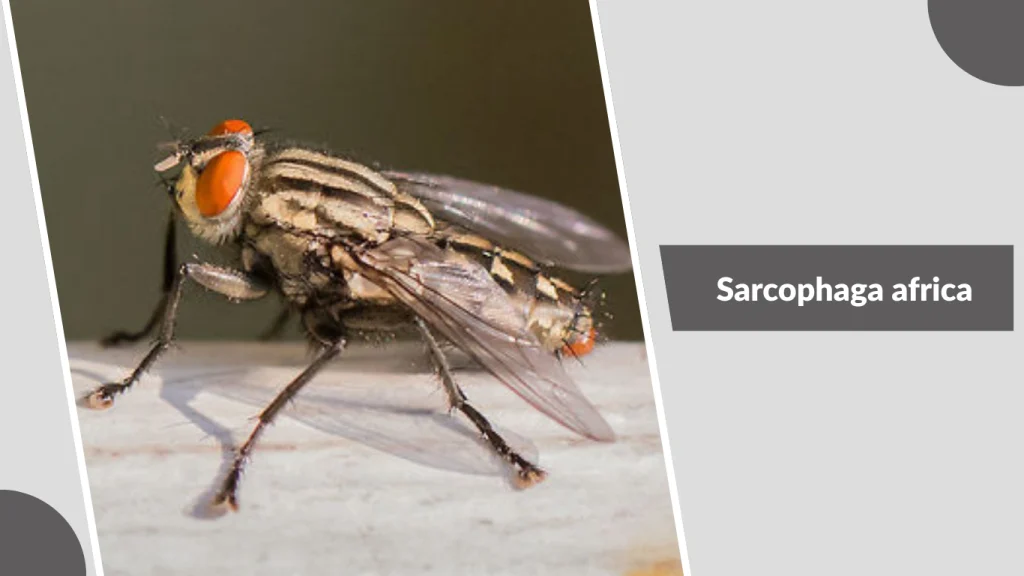 Sarcophaga africa