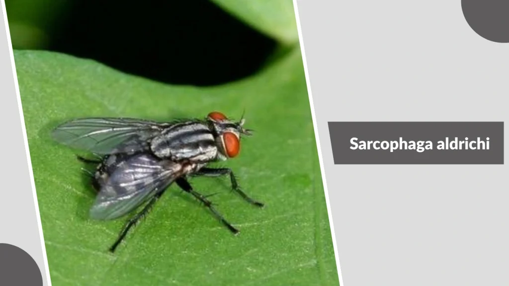 Sarcophaga aldrichi