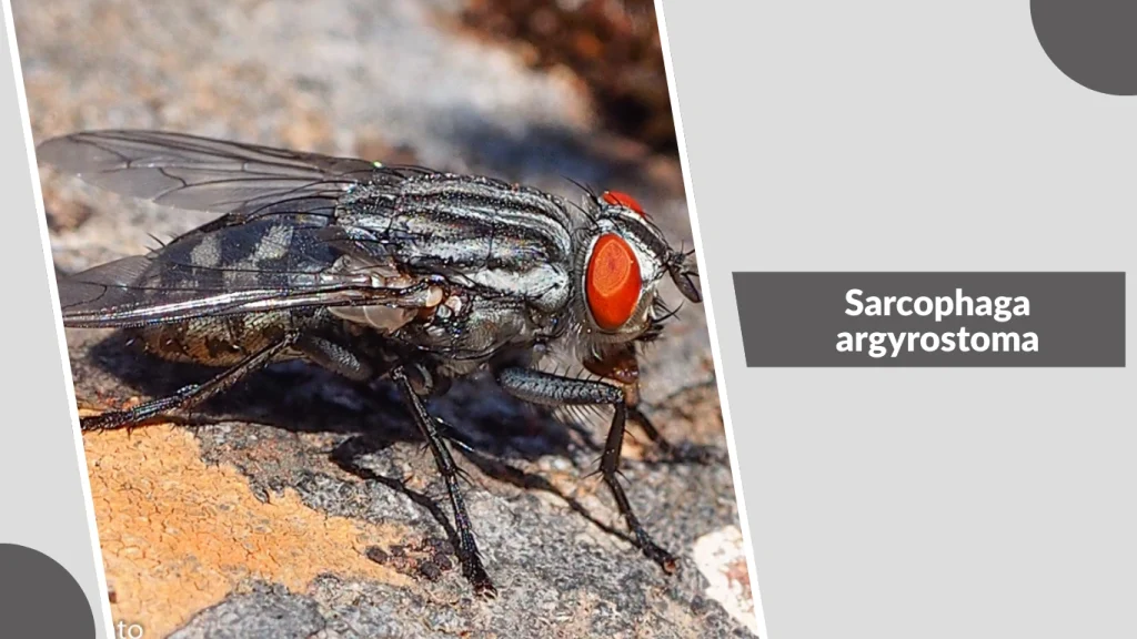 Sarcophaga argyrostoma