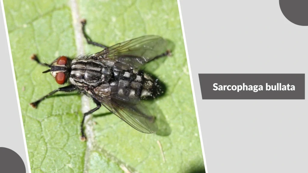 Sarcophaga bullata