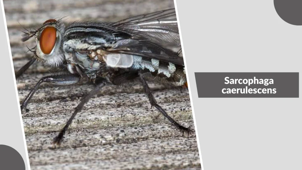 Sarcophaga caerulescens