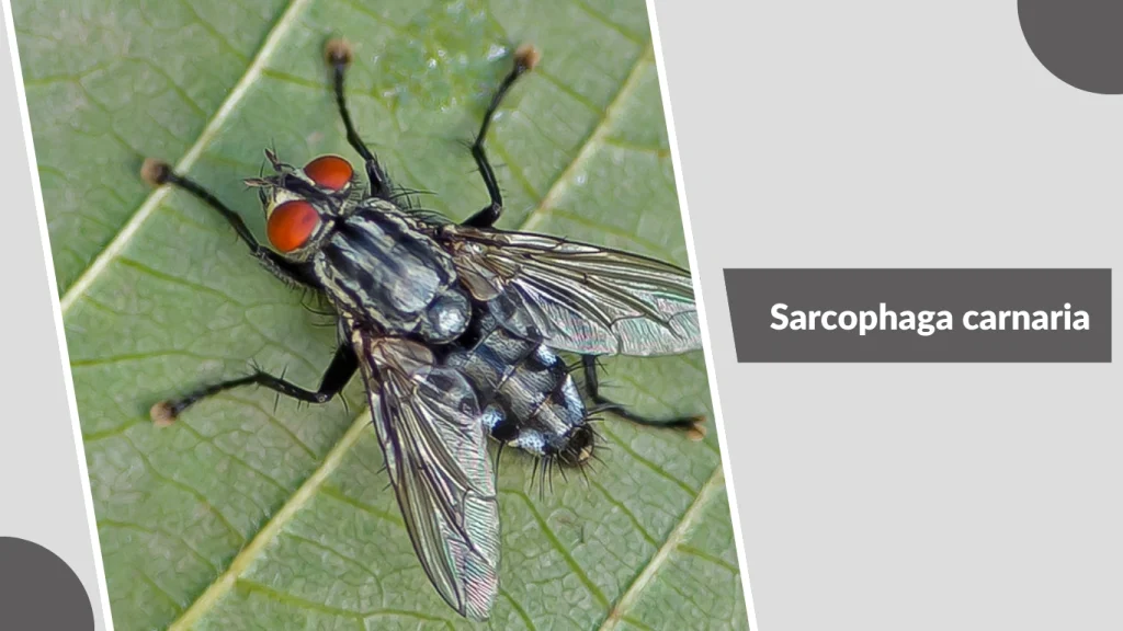 Sarcophaga carnaria