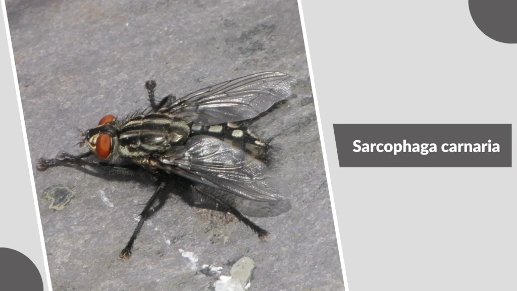Sarcophaga carnaria