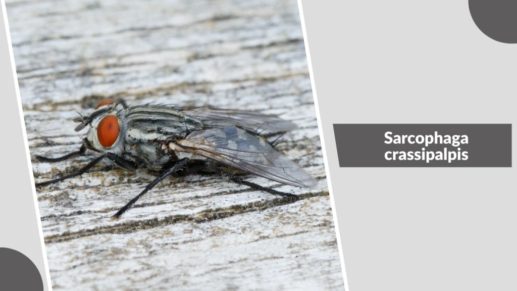 Sarcophaga crassipalpis