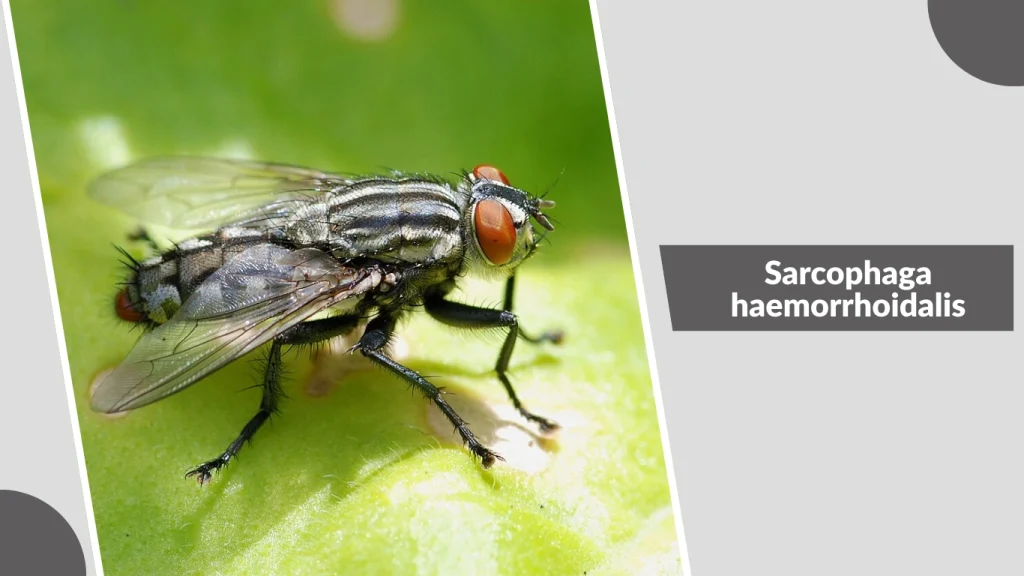 Sarcophaga haemorrhoidalis