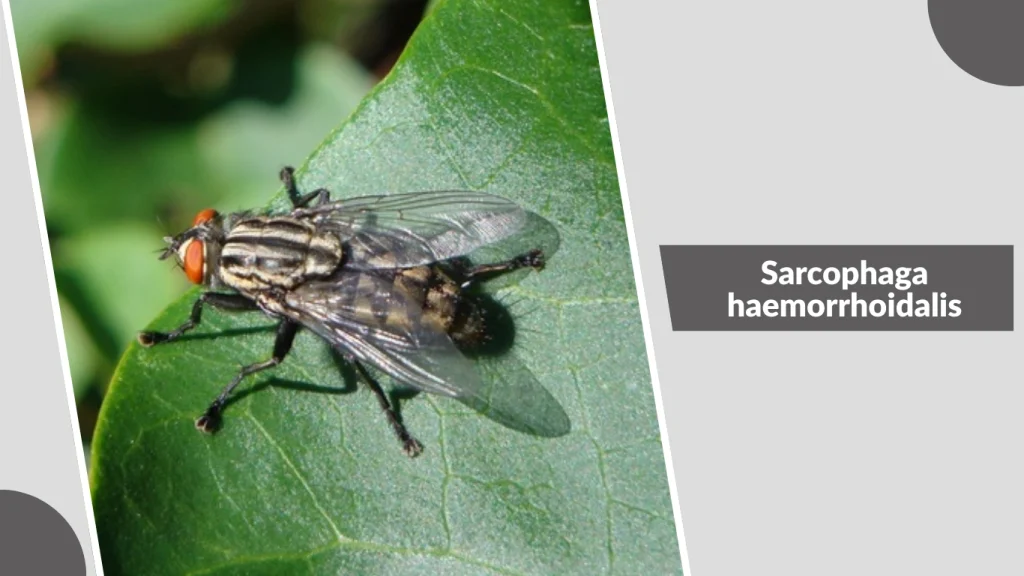 Sarcophaga haemorrhoidalis