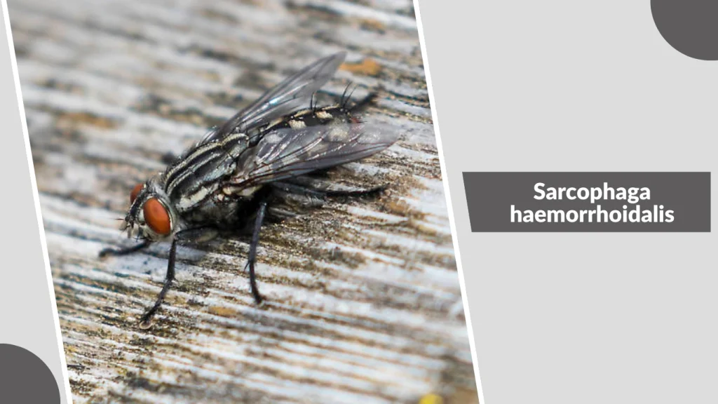 Sarcophaga haemorrhoidalis